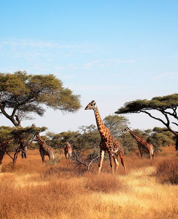 Serengeti Wilderness!