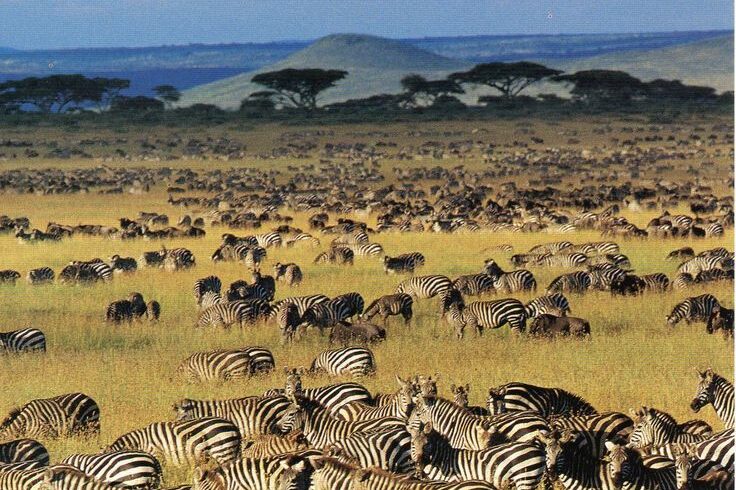 Tanzania – Serengeti National Park