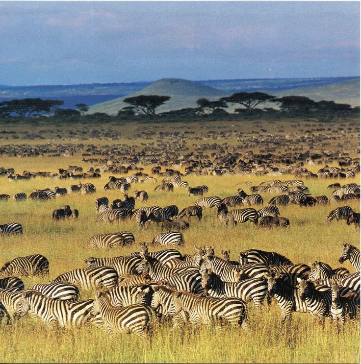 Tanzania – Serengeti National Park